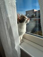 Kitten, Dieren en Toebehoren, Katten en Kittens | Overige Katten, Kater