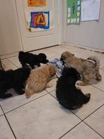maltipoo puppies   teefjes, Dieren en Toebehoren, Honden | Chihuahua's en Gezelschapshonden, Overige rassen, 8 tot 15 weken, Teef