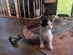 leuke kitten, Dieren en Toebehoren, Meerdere dieren, Kortharig, 0 tot 2 jaar