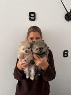 Mini pomeranian bearface boys, Keeshond, Reu, 8 tot 15 weken, Meerdere