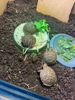 4teen schildpadjes, Dieren en Toebehoren, 0 tot 2 jaar