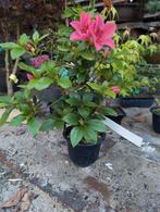 Japanse Azalea Saien Bonsai, Ophalen of Verzenden, Bloeit niet, Overige soorten, Minder dan 100 cm