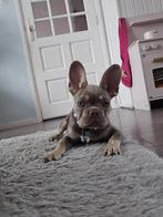 Franse bulldog pup..., Dieren en Toebehoren, Honden | Bulldogs, Pinschers en Molossers, 15 weken tot 1 jaar, Reu, Bulldog, Eén hond
