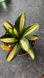 Sansevieria Citrine Star, Ophalen of Verzenden, Overige soorten, Minder dan 100 cm