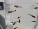 Jonge guppen, Dieren en Toebehoren, Vissen | Aquariumvissen, Vis, Zoetwatervis, Schoolvis