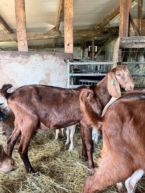 Nubische bokken, Dieren en Toebehoren, Schapen, Geiten en Varkens, Geit, Mannelijk, 0 tot 2 jaar