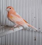 Jongen man 2025  uit roodmozaiek, Dieren en Toebehoren, Vogels | Kanaries, Mannelijk