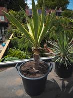 Yucca Gloriosa Variegata, Ophalen, Zomer, Volle zon, Overige soorten