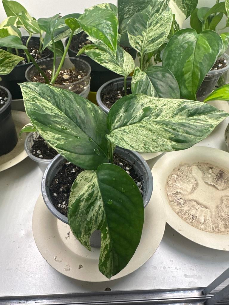 Epipremnum pinnatum 'Marble Variegata' - plantje nr 3, Huis en Inrichting, Kamerplanten, Ophalen, Overige soorten, Halfschaduw