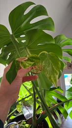 Epipremnum Marble Queen, Overige soorten, Minder dan 100 cm, Groene kamerplant, Halfschaduw