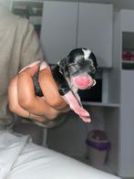 Chihuahua puppy’s !!!, Dieren en Toebehoren, CDV (hondenziekte), 8 tot 15 weken, Meerdere, Meerdere dieren