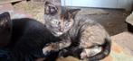 3 lieve kittens, Dieren en Toebehoren, Katten en Kittens | Overige Katten, Meerdere dieren, Kortharig, 0 tot 2 jaar