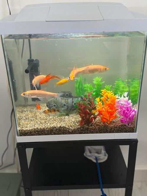 Compleet Aquarium - Alles inclusief - Met vissen, Dieren en Toebehoren, Vissen | Aquaria en Toebehoren, Zo goed als nieuw, Gevuld zoetwateraquarium