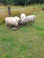 Schapen 2 keer geënt voor blauw tong, Dieren en Toebehoren, Schapen, Geiten en Varkens, Mannelijk, Schaap