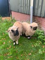 Walliser schapen, Dieren en Toebehoren, Meerdere dieren, Schaap