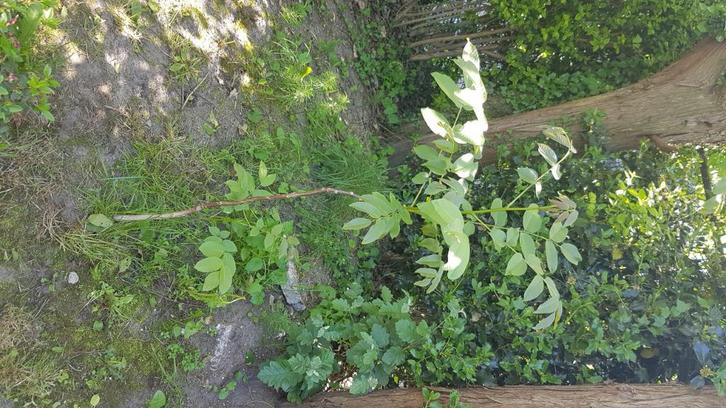 WALNOOT boompjes: 1-jaars en 2-jaars boompjes, Tuin en Terras, Planten | Bomen, Overige soorten, Minder dan 100 cm, Halfschaduw