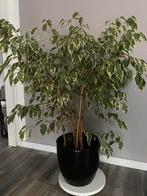 Mooie Ficus, Huis en Inrichting, Kamerplanten, Ficus, Minder dan 100 cm, Groene kamerplant, Halfschaduw