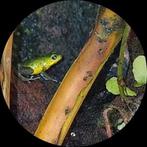 Pumilio popa, Dieren en Toebehoren, Reptielen en Amfibieën, Amfibie, Tam, 0 tot 2 jaar