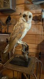 Opgezette vogel taxidermie mancave, Ophalen of Verzenden, Gebruikt, Vogel, Opgezet dier