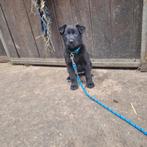 Puppy Duitseherder x Mechelaar, Dieren en Toebehoren, Honden | Herdershonden en Veedrijvers, Rabiës (hondsdolheid), 8 tot 15 weken