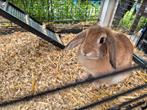 Lief baasje gezocht voor onze Tess, Dieren en Toebehoren, Konijnen, Vrouwelijk, Middelgroot, 0 tot 2 jaar