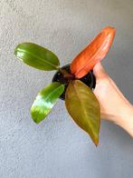 Philodendron Prince Of Orange gewortelde stek #1, Overige soorten, Minder dan 100 cm, Ophalen of Verzenden, Halfschaduw