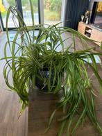 Graslelie met pot - Chlorophytum comosum, Ophalen, Halfschaduw, Minder dan 100 cm