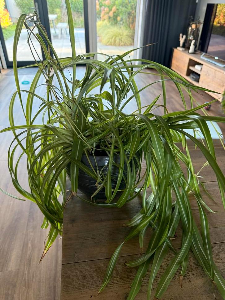 Graslelie met pot - Chlorophytum comosum, Huis en Inrichting, Kamerplanten, Minder dan 100 cm, Halfschaduw, Ophalen