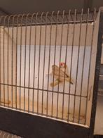 Koppel zebravinken isabel, Dieren en Toebehoren, Vogels | Overige Vogels, Meerdere dieren, Geringd