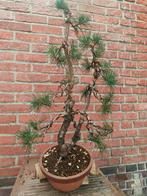 Pinus Sylvestris Grove Den bonsai, Volle zon, Bloeit niet, Minder dan 100 cm, Overige soorten
