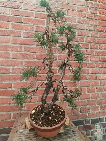 Pinus Sylvestris Grove Den bonsai beschikbaar voor biedingen