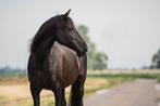 Bijrijder gezocht, Dieren en Toebehoren, Stalling en Weidegang