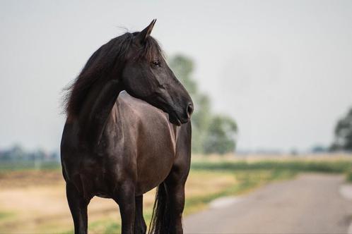 Bijrijder gezocht, Dieren en Toebehoren, Stalling en Weidegang