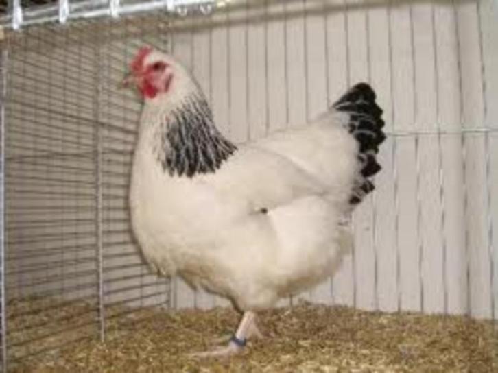 Sussex kippen: Columbia, Dieren en Toebehoren, Pluimvee, Kip, Vrouwelijk