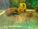 Vuurgarnalen neocaridina mooie opruimers 10 voor 5euro., Kreeft, Krab of Garnaal, Zoetwatervis, Schoolvis