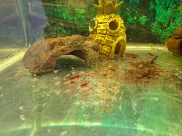 Vuurgarnalen neocaridina mooie opruimers 10 voor 5euro.  beschikbaar voor biedingen