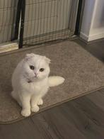 Kat, Dieren en Toebehoren, Katten en Kittens | Dekkaters, 0 tot 2 jaar