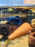 Vissen, Dieren en Toebehoren, Vissen | Aquariumvissen, Vis