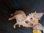 Pomchi puppy, Dieren en Toebehoren, 15 weken tot 1 jaar, Eén hond, Nederland, Particulier