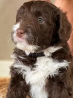 Labra - Labra Doodle pups nog maar 2 teefjes beschikbaar, Dieren en Toebehoren, Honden | Retrievers, Spaniëls en Waterhonden, Rabiës (hondsdolheid)