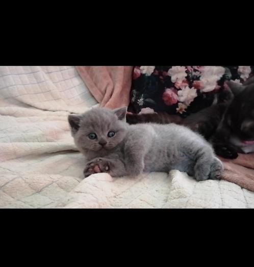 Britse korthaar kitten., Dieren en Toebehoren, Katten en Kittens | Raskatten | Korthaar, Geslacht onbekend, Met stamboom, Ontwormd