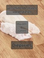 voedseldieren/voederdieren muizen en ratten, Dieren en Toebehoren, Reptielen en Amfibieën, Slang, 0 tot 2 jaar