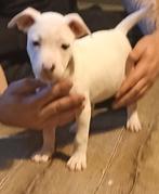 Witte Amerikaanse stafford pup( teef) te koop, Dieren en Toebehoren, Honden | Jack Russells en Terriërs, Rabiës (hondsdolheid)