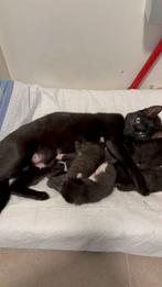 Kittens pm mij papa is siamese en mama is een boskat