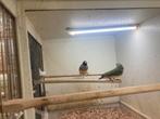 2 gouldamadine poppen 2021 en 2023, Dieren en Toebehoren, Vogels | Overige Vogels, Meerdere dieren, Tropenvogel