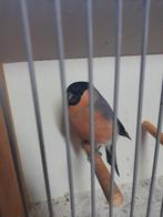 Noordse goudvink man, Dieren en Toebehoren, Vogels | Overige Vogels, Mannelijk, Wildzangvogel