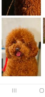 Laatste Lieve  Froodle Franse bulldog x toypoedel pups, Dieren en Toebehoren, Honden | Niet-rashonden, 8 tot 15 weken, CDV (hondenziekte)