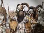 6x opgezet moeflon borst preparaat hert taxidermy, Ophalen of Verzenden, Nieuw, Hert, Opgezet dier