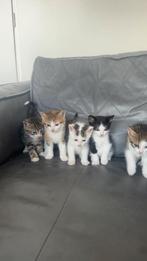Nog 1 kitten. 10 juni geboren. Zwart witje is hij. Sociaal, Dieren en Toebehoren, Katten en Kittens | Overige Katten, Kater, Kortharig
