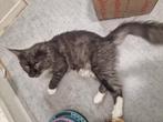 Stamboom | Maine Coon Smoke | Dekkater zonder beperkingen, Dieren en Toebehoren, Katten en Kittens | Dekkaters, 0 tot 2 jaar